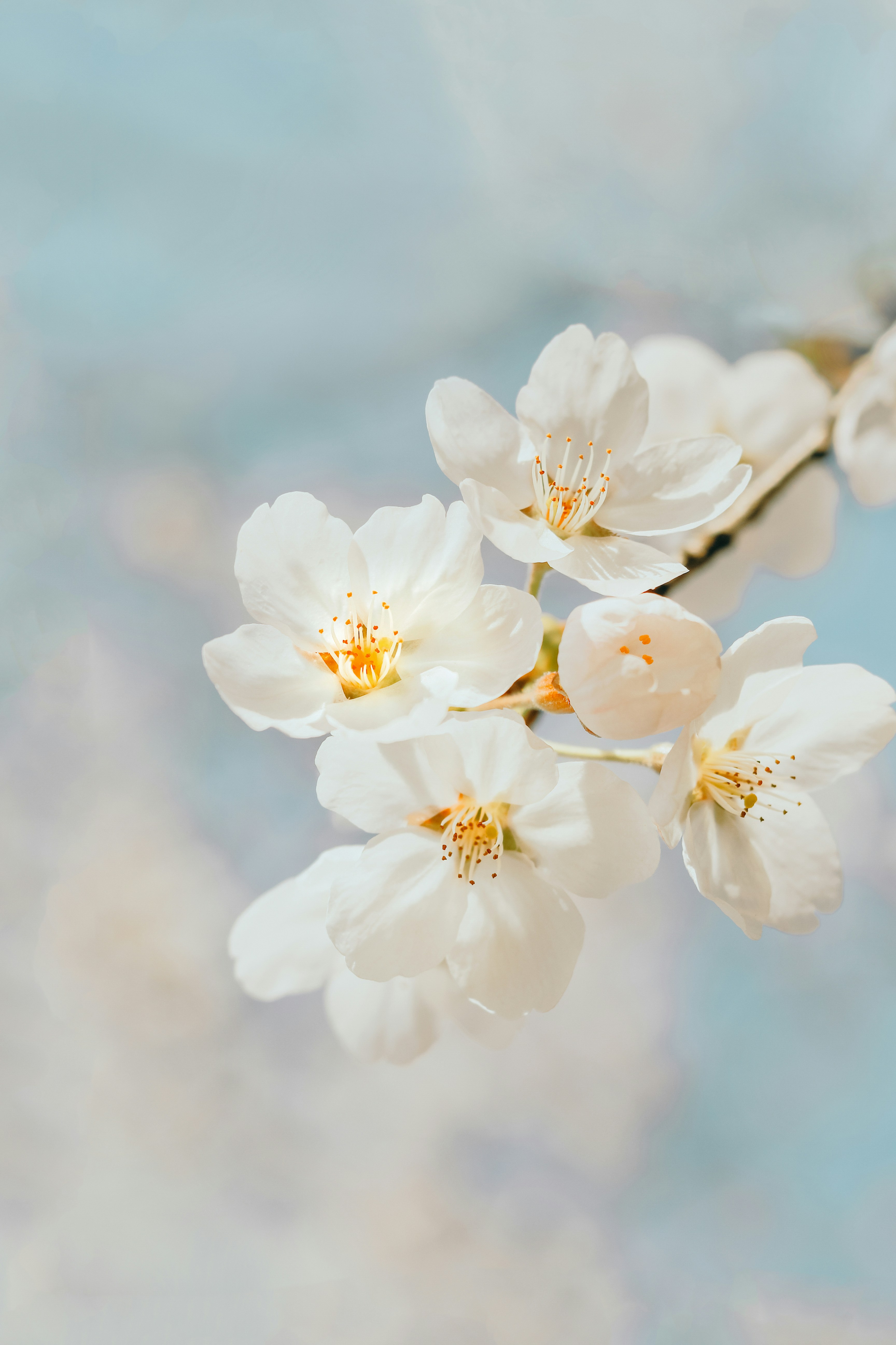 Jasmine